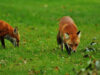 One person attacked by fox in Georgia, officials issue warning
