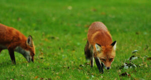 One person attacked by fox in Georgia, officials issue warning