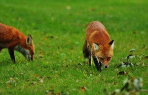 One person attacked by fox in Georgia, officials issue warning