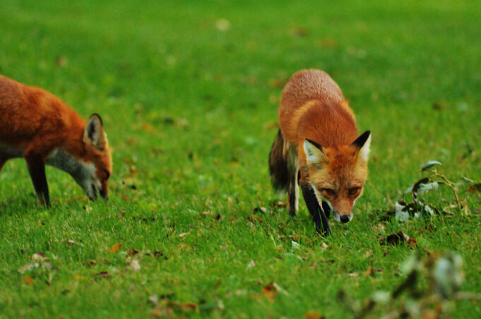 One person attacked by fox in Georgia, officials issue warning